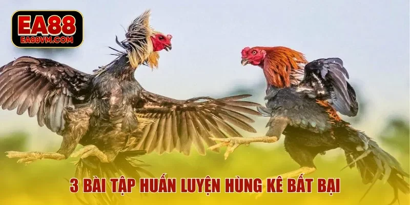 3 bài tập huấn luyện hùng kê bất bại