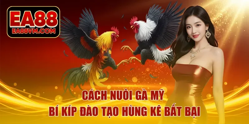 cách nuôi gà mỹ