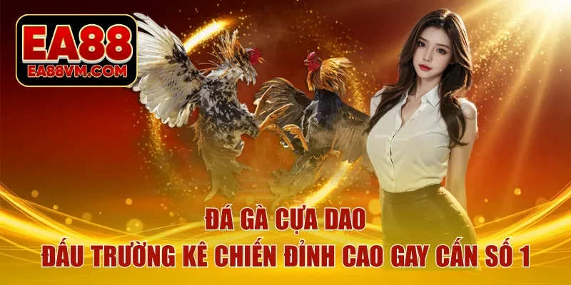 đá gà cựa dao