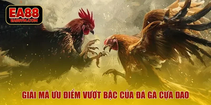 Giải mã ưu điểm vượt bậc của đá gà cựa dao