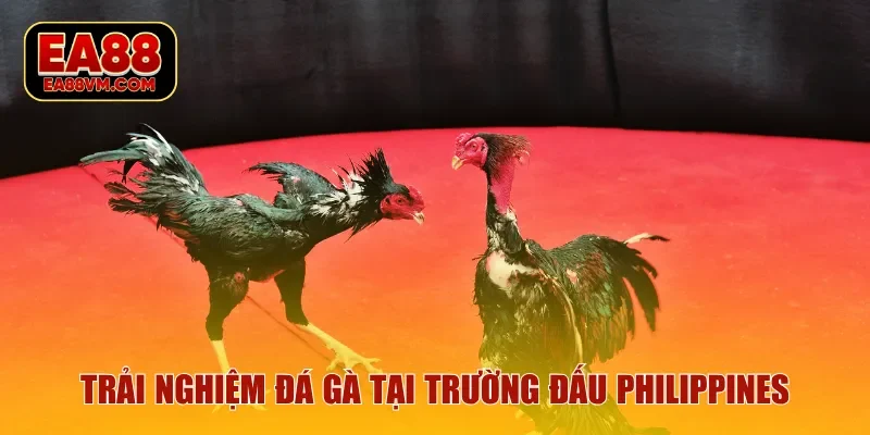 Trải nghiệm đá gà tại trường đấu Philippines